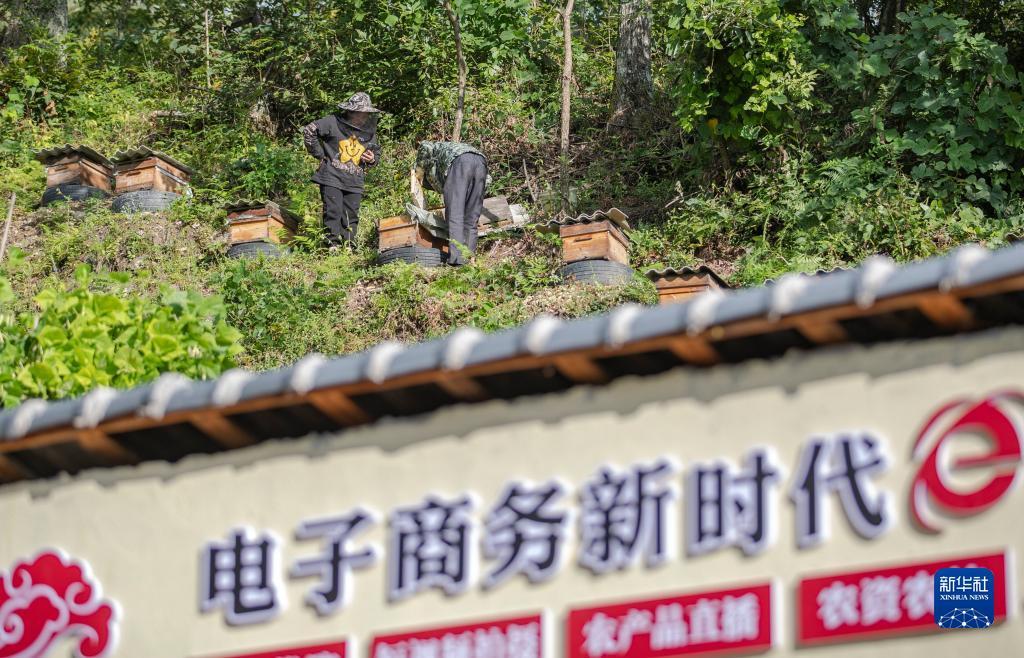免费白菜网